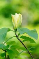 skön magnolia gren under gul blommande foto