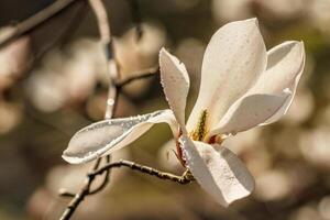 skön magnolia blommor med vatten droppar foto