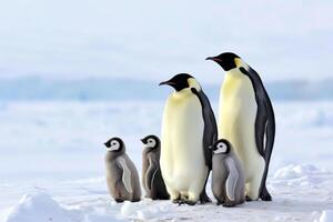ai genererad kejsare pingvin familj med kycklingar på snö, ren vit bakgrund och solljus foto