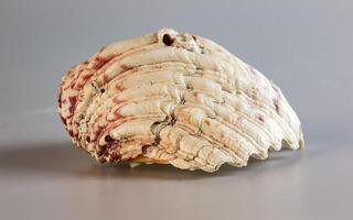 skal av en stor hav mollusk tridacna gigas på en vit bakgrund foto