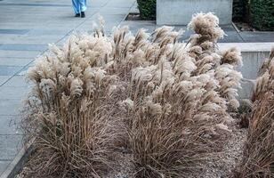 miscanthus som ett element av de urban landskap på de gator av nitra i molnig väder i januari foto