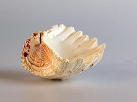 skal av en stor hav mollusk tridacna gigas på en vit bakgrund foto