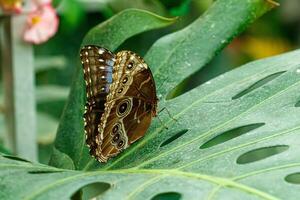 makro skön fjäril morpho helenor foto