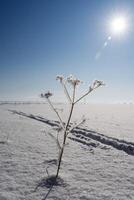 en ensam buske växer i de snö mot de blå himmel, de ljus Sol lyser från ovan. foto