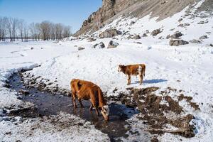 en ko drycker vatten från en ström. kor stå i de snö i vinter. bete av inhemsk djur. en ung kalv Nästa till hans mor. foto