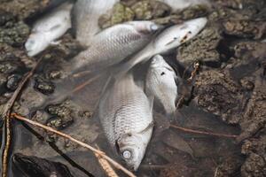 död- fisk på de damm, sönderfallande kadaver av ruda karp, förorening av de flod med kemisk avfall, de död av organismer i de vatten, katastrof, ekologi. foto