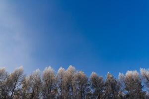 blå himmel ovan de trädtopparna. fri Plats för text. panorama av natur, vinter- skog. foto