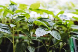 grön växter plantor på de fönster, hus växt, klocka peppar plantor, trädgårdsarbete i de hus. foto