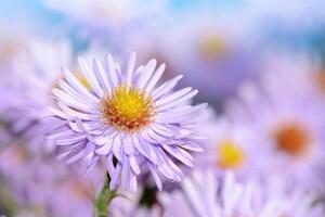 färgrik blommor i vår bakgrund foto