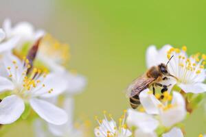 färgrik blommor i vår bakgrund foto