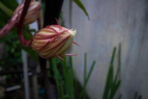 färsk epiphyllum anguliger eller i indonesien kallad wijaya kusuma foto