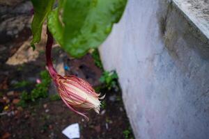 färsk epiphyllum anguliger eller i indonesien kallad wijaya kusuma foto