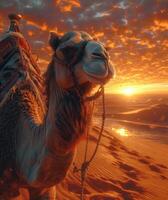 ai genererad kamel stående i de öken- på solnedgång foto