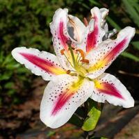 asiatisk lilja, lilium asiatic foto