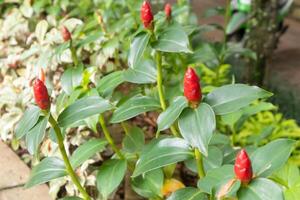 röd knapp ingefära blomma eller costus woodsonii i de tropisk trädgård foto