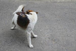 thai bangkaew hund stående på de gata. foto