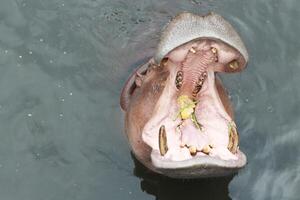 flodhäst öppen mun väntar för mat i de vatten. foto