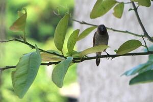 skräddarfågel på träd i trädgård. fågel på en citron- gren. foto