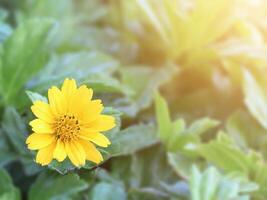gul daisy blomma eller singapore daisy med suddig grön blad bakgrund. foto