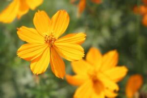 gul kosmos blomma i trädgård. foto