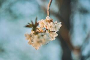 äpple blomma i värma solljus grund djup av fält foto