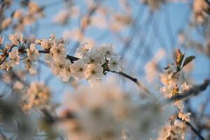 äpple blomma i värma solljus grund djup av fält foto