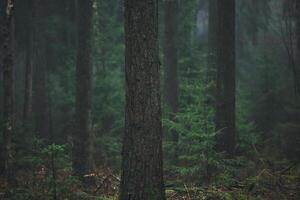 mörk dimmig dimmig skog foto