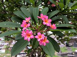 de semboja blomma eller frangipani eller plumeria rubra är en växt i subtropisk eller tropisk klimat och är populärt planterade i tempel och begravningsplatser. foto