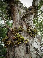 fikon frukt eller fikon eller ficus racemosa bifogad till de trunk av de träd. foto