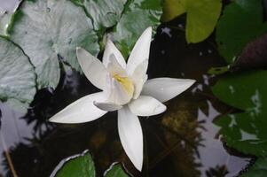 dvärg vatten lilja eller nymphaea lotus med vit blommor liv ovan de fisk damm foto