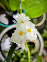 de vit blomma av krypande burhead eller echinodorus foto