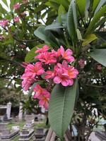 de semboja blomma eller frangipani eller plumeria rubra är en växt i subtropisk eller tropisk klimat och är populärt planterade i tempel och begravningsplatser. foto