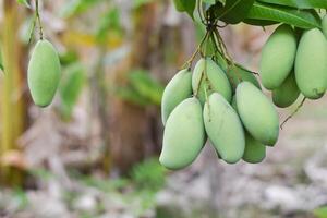 mango frukt på träd i fruktträdgård foto