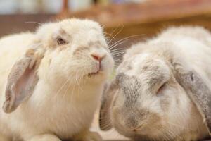 holland lop kanin. söt kanin liggande på de jord äter mat utomhus. foto