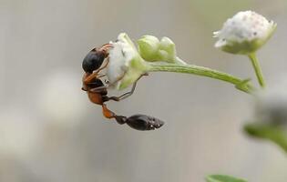 en små myra är stående på en blomma foto