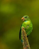 en grön fågel är Sammanträde på topp av en växt foto