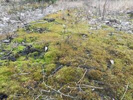 grön mossa växte på de jord i de skog foto