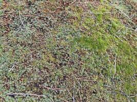 grön mossa växte på de jord i de skog foto