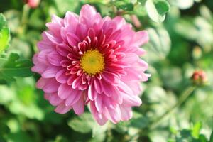 stänga upp se av rosa målad daisy blommor, leucanthemum, tanacetum coccineum, blommar, krysantemum foto