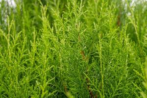 textur grön blad bakgrund av de cupressus torulosa de Foto är lämplig till använda sig av för botanisk bakgrund, natur affisch och flora utbildning innehåll media.