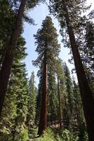 redwood träd vid vinkel skott mot blå himmel foto