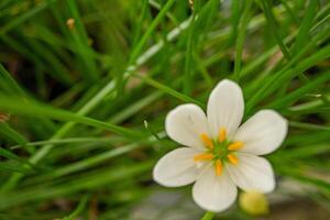 små vit blomma av höst zephyr lilja zephyranthes på de grön trädgård. Foto är lämplig till använda sig av för natur bakgrund, botanisk affisch och trädgård innehåll media.