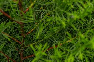 textur grön blad bakgrund av de cupressus torulosa de Foto är lämplig till använda sig av för botanisk bakgrund, natur affisch och flora utbildning innehåll media.