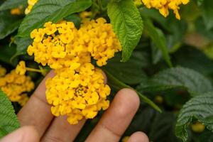 små gul blomma väst indisk lantana på de grön trädgård. Foto är lämplig till använda sig av för natur bakgrund, botanisk affisch och trädgård innehåll media.