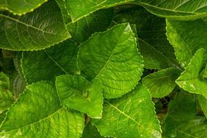 yta och textur grön blad bokor hortensia. Foto är lämplig till använda sig av för grön natur bakgrund, botanisk affisch och innehåll media.