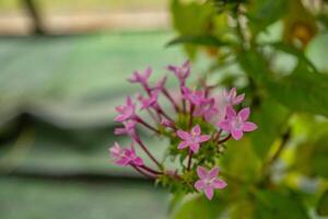 grupp små rosa blomma av centaurium erytraea på de nationell trädgård. Foto är lämplig till använda sig av för natur bakgrund, botanisk affisch och trädgård innehåll media.