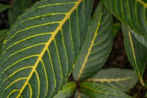 grön blad med gul ven sanchezia nobilis glaucophylla. de Foto är lämplig till använda sig av för botanisk bakgrund, natur affisch och flora utbildning innehåll innehåll.