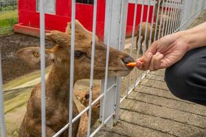 mini Zoo fritid aktivitet matning rådjur livmoderhalsar på de trädgård parkera. de Foto är lämplig till använda sig av för natur djur- bakgrund, Zoo affisch och reklam.