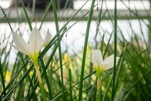 små vit blomma av höst zephyr lilja zephyranthes på de grön trädgård. Foto är lämplig till använda sig av för natur bakgrund, botanisk affisch och trädgård innehåll media.