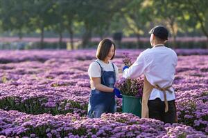 team av asiatisk jordbrukare och blomsterhandlare är arbetssätt i de bruka medan skärande lila krysantemum blomma använder sig av sekatör för skära blomma företag för död- rubrik, odling och skörda säsong foto